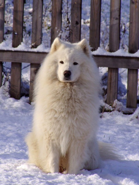 Samoyed