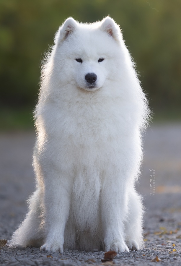 Merlin