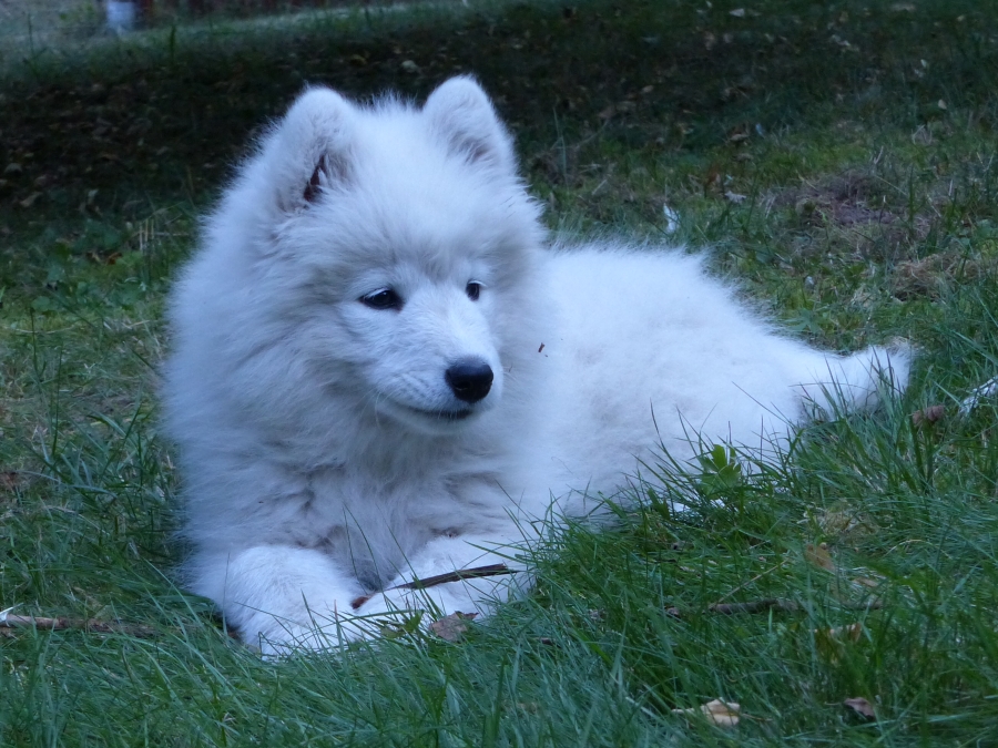 Dorka
